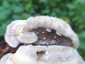 Borostás egyrétűtapló (Trametes hirsuta), Budai-hegység